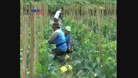 VIDEO Petani Bantul Sukses Kembangkan Kembang Kol Di Dataran Rendah